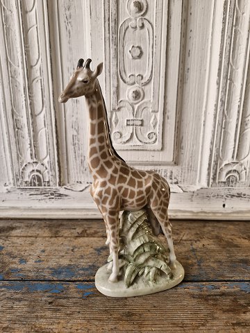 Royal Copenhagen Rare figurine - Giraffe no. 3655