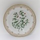 Royal Copenhagen, Flora Danica. Middags tallerken. Design #3549. Diameter 25 cm. (1 sortering). Anagallis arvensis L