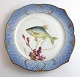 Royal Copenhagen. Fish set No.19. Model 3002. Diameter 22.5 cm. Leuciscus 
cærulens. Produced before 1923. (1 quality)