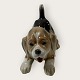 Bing & GrøndahlBeagle puppy#2564*475 DKK