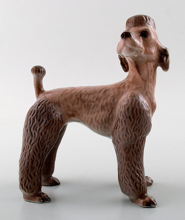 Lyngby 86 Hund: Puddel.