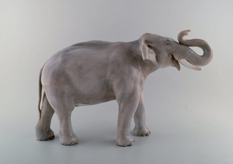 Royal Copenhagen. Meget stor, sjælden og imponerende elefant med løftet snabel. Dateret 1894-1900. Modelnummer 2430.